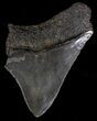 Bargain Megalodon Tooth - South Carolina #18414-1